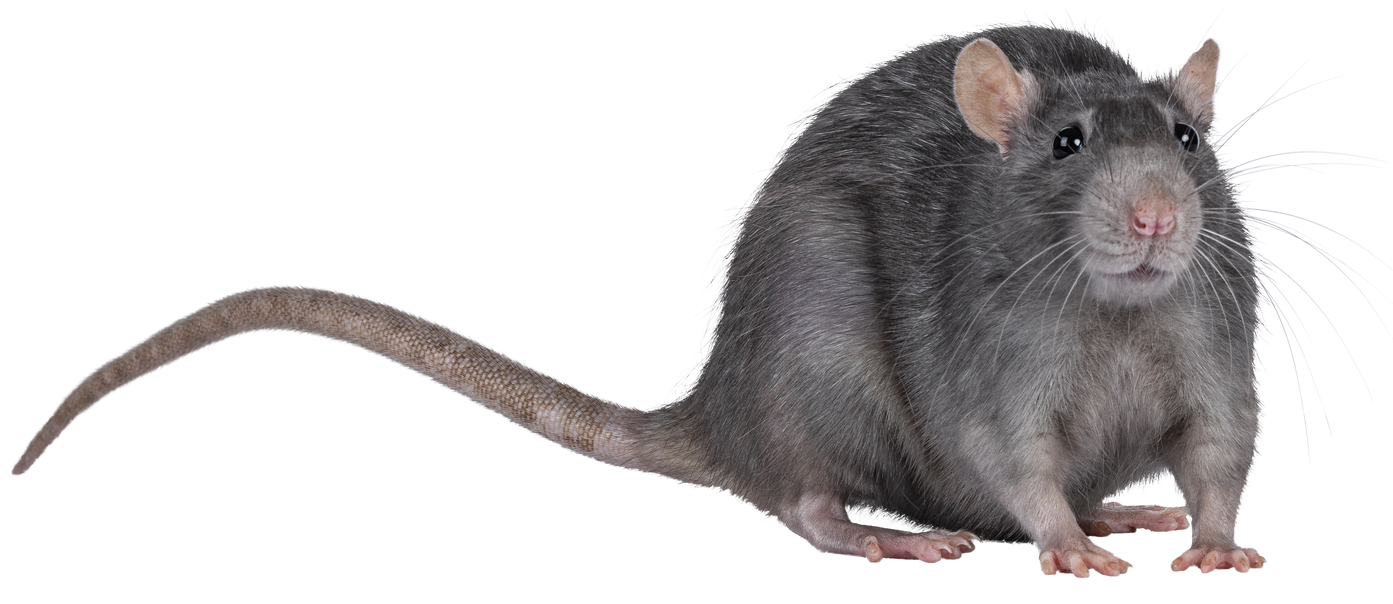 Un rat de trois quarts