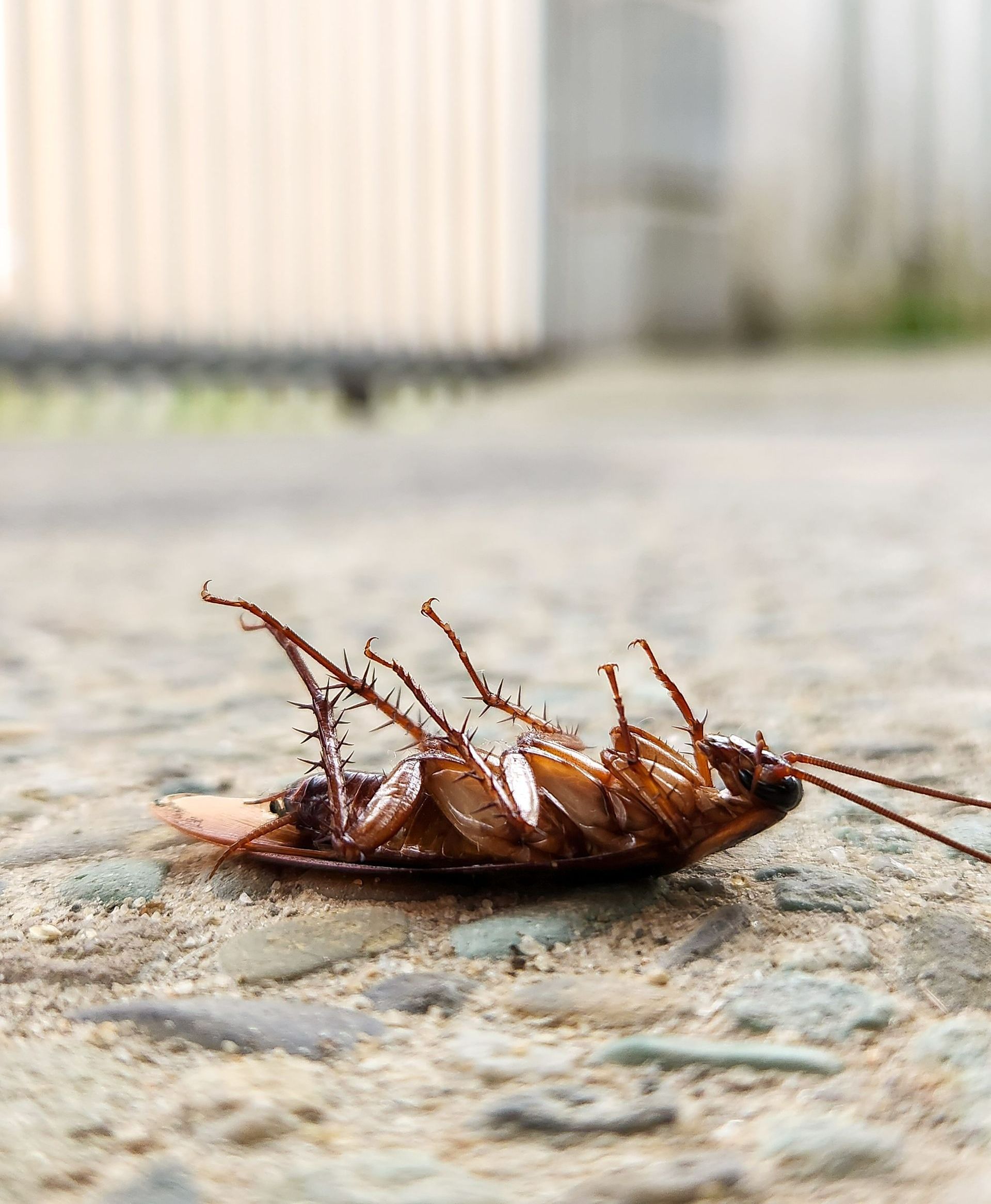 Un cafard mort