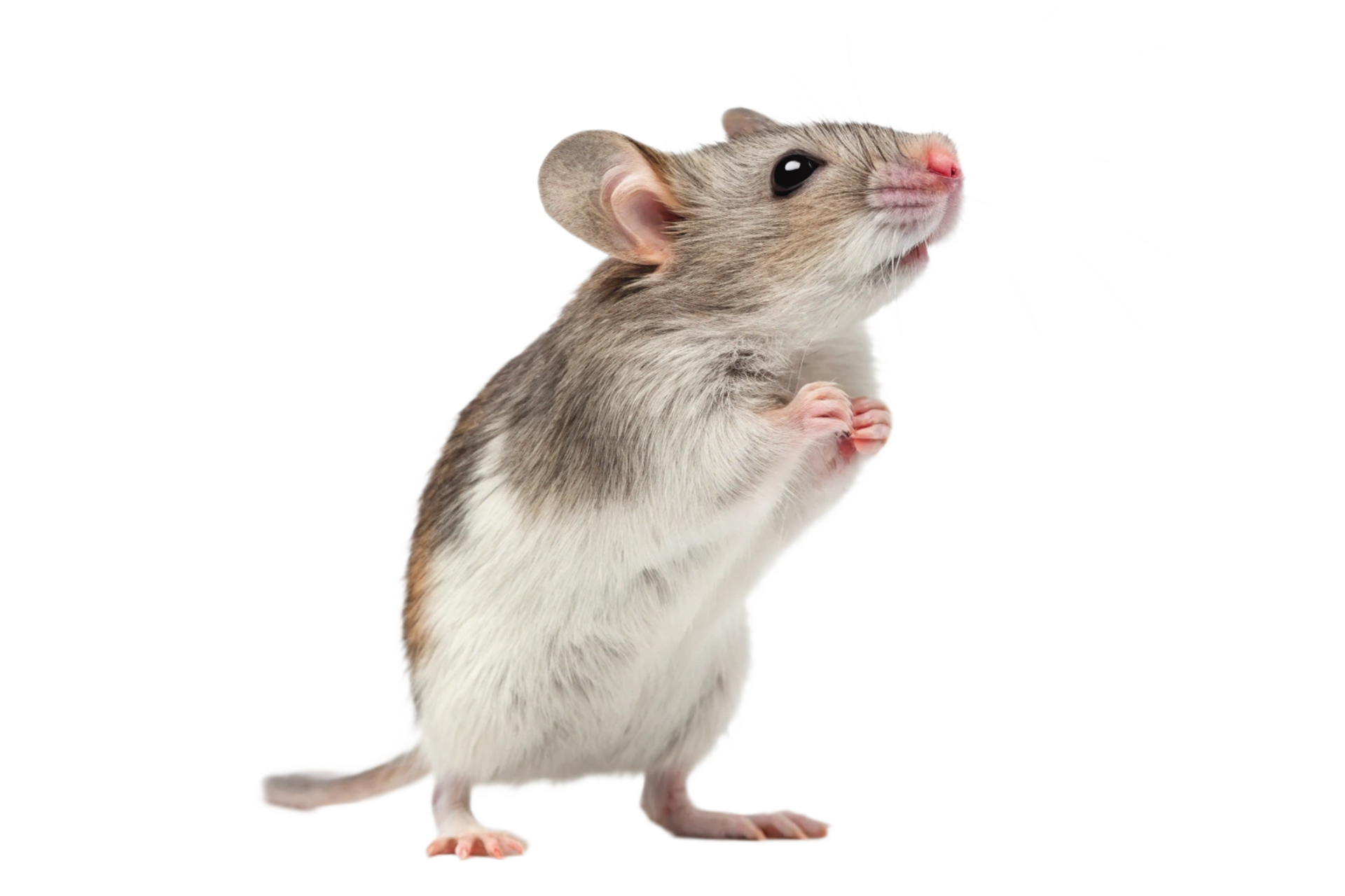 Une souris sur deux pattes