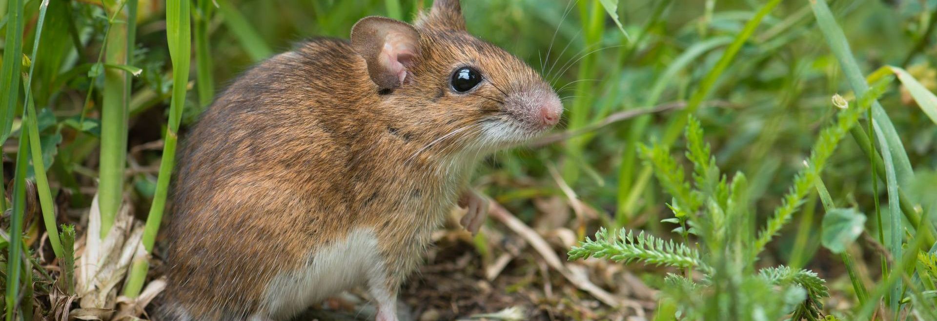 Un mulot dans de l'herbe