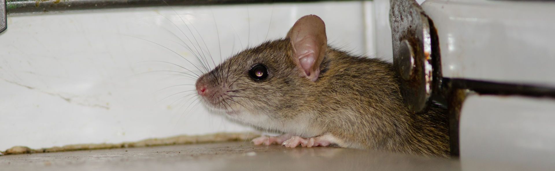 Une souris sur le ventre