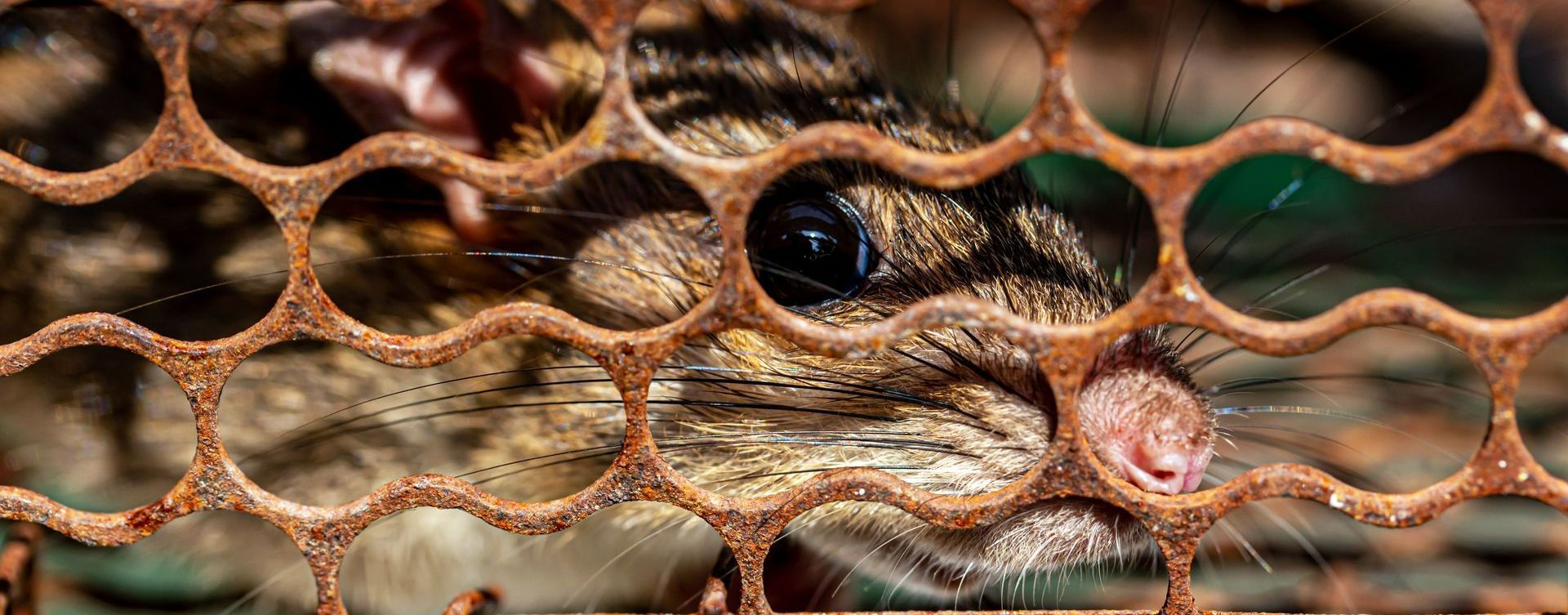 Un rongeur en cage