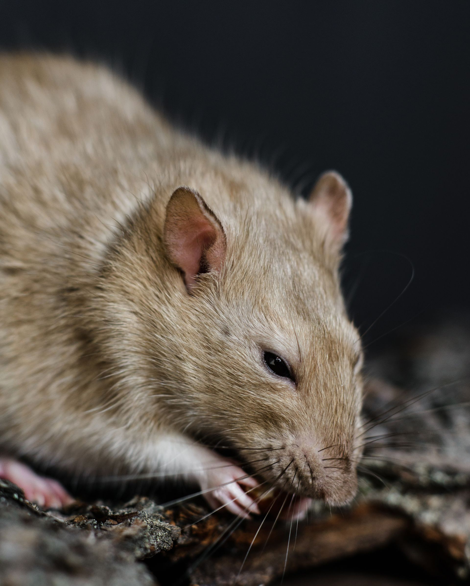 Un rat qui plisse les yeux