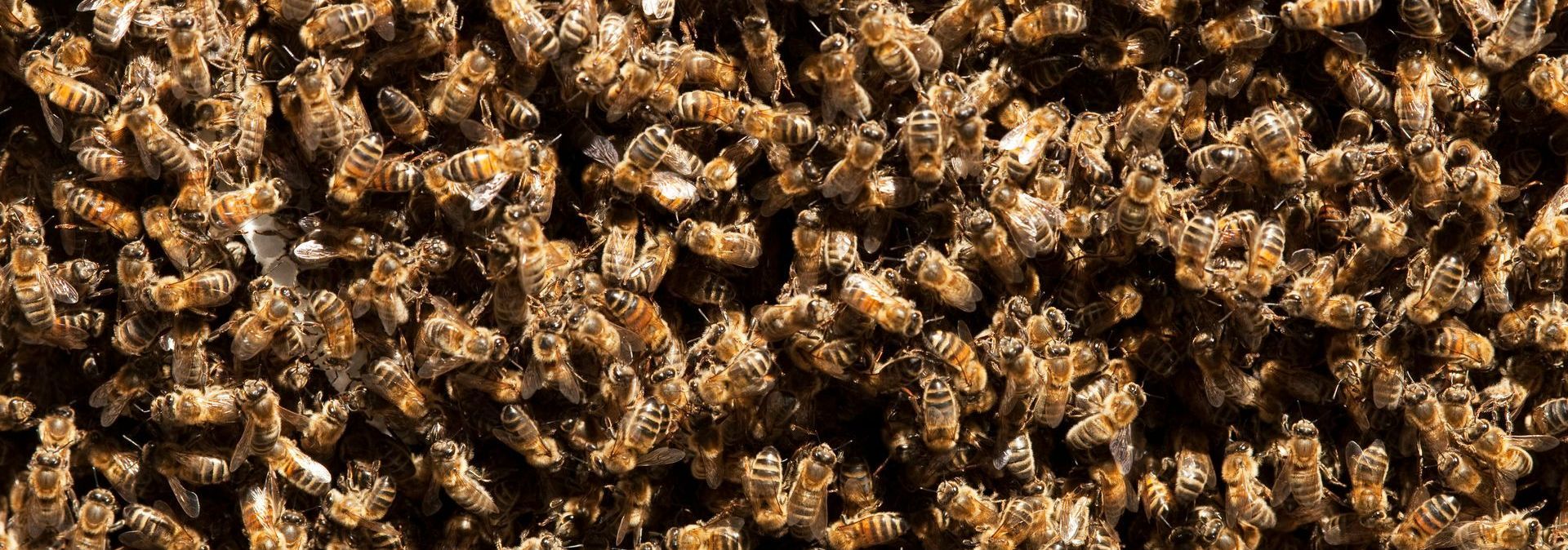 Un essaim d'abeilles