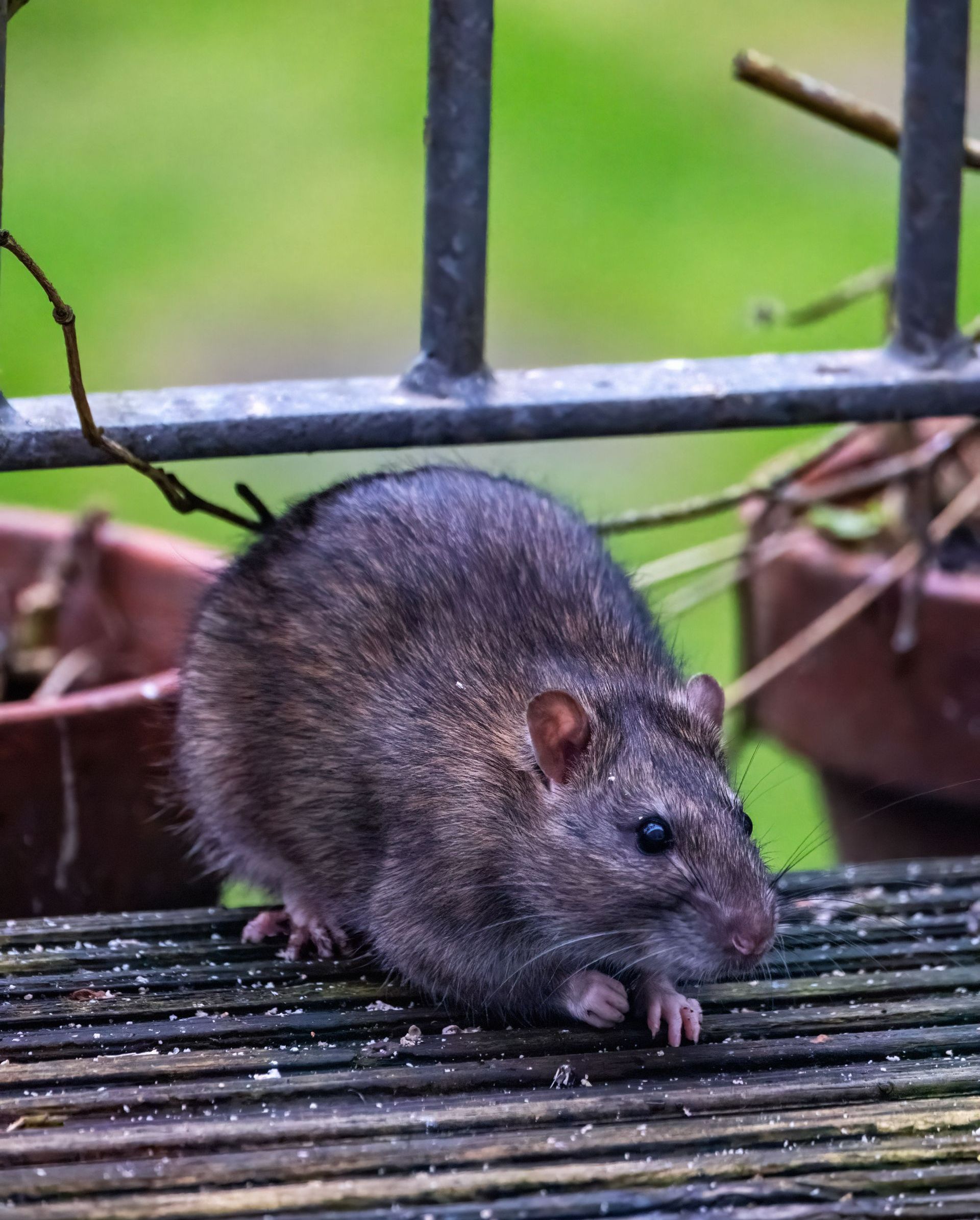 Un rat en extérieur