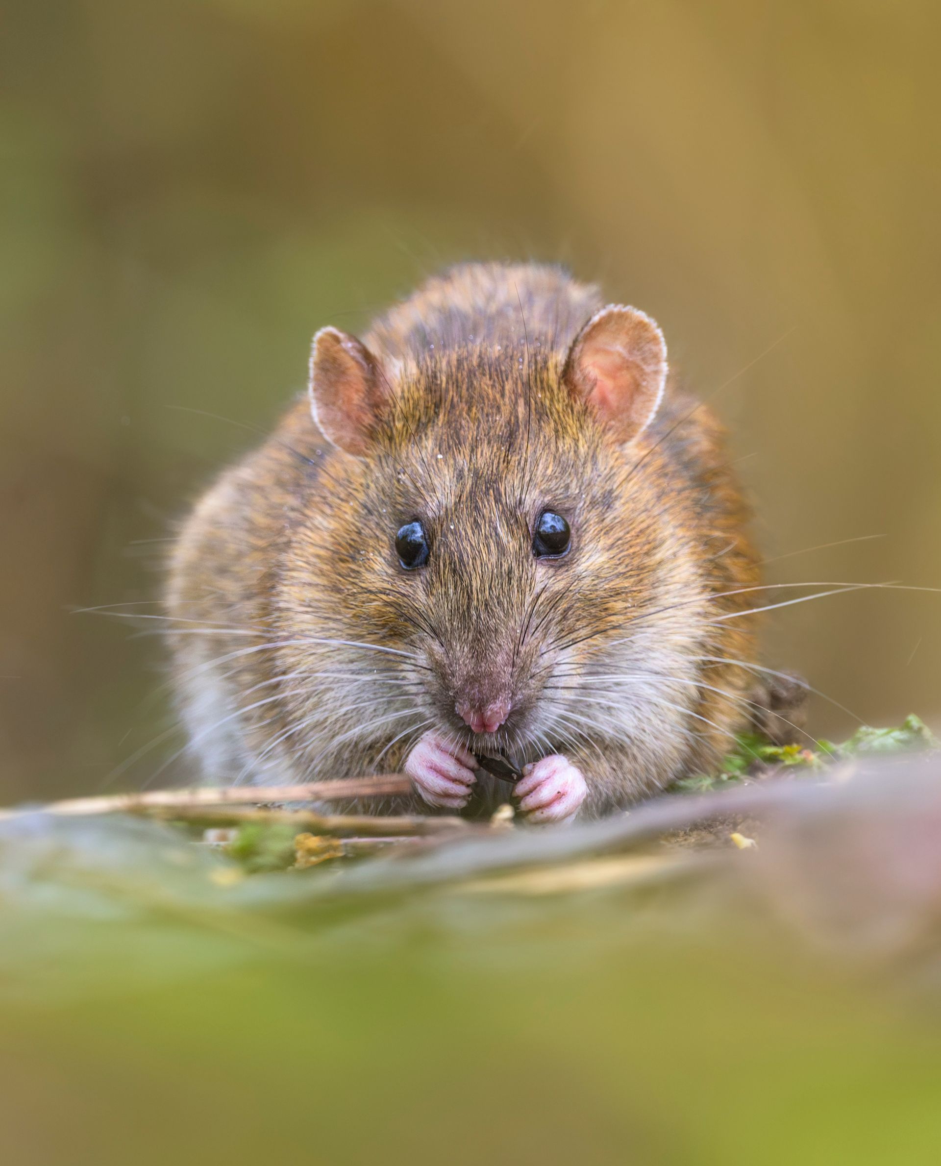 Un rat qui mange