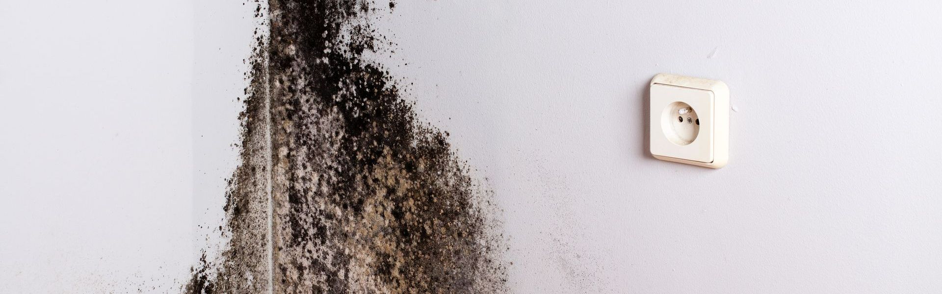 De la moisissure noire sur un mur