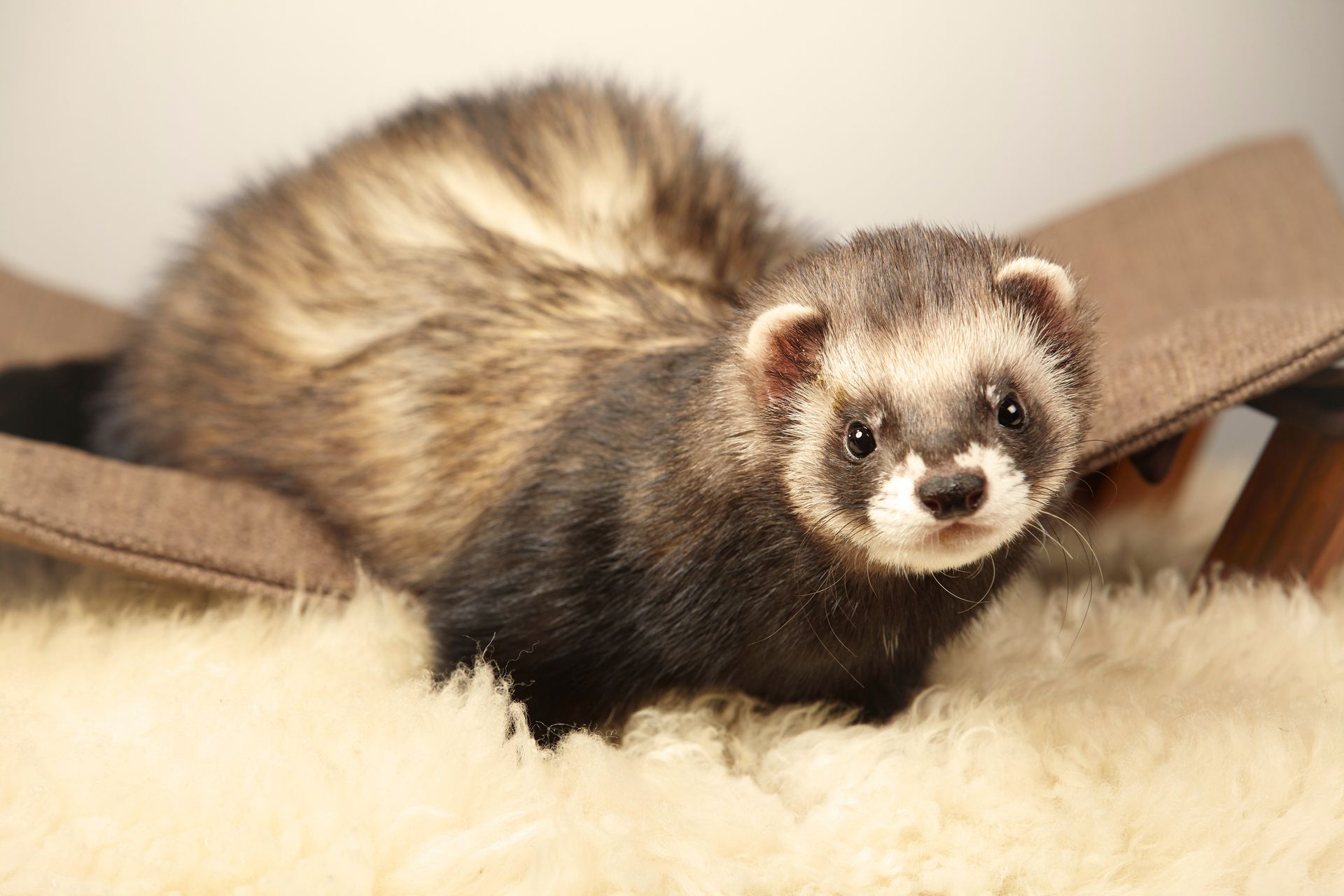 Furet couché sur une couverture