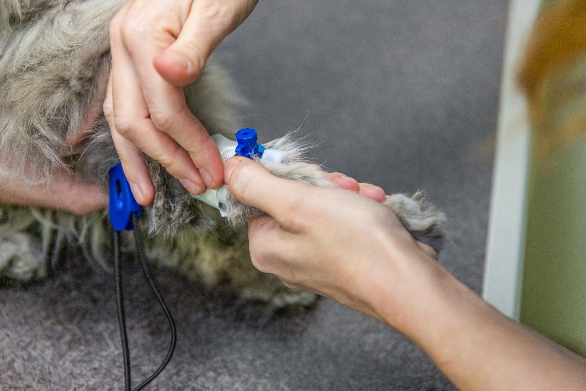 Pose d'un cathéter sur la patte d'un chat