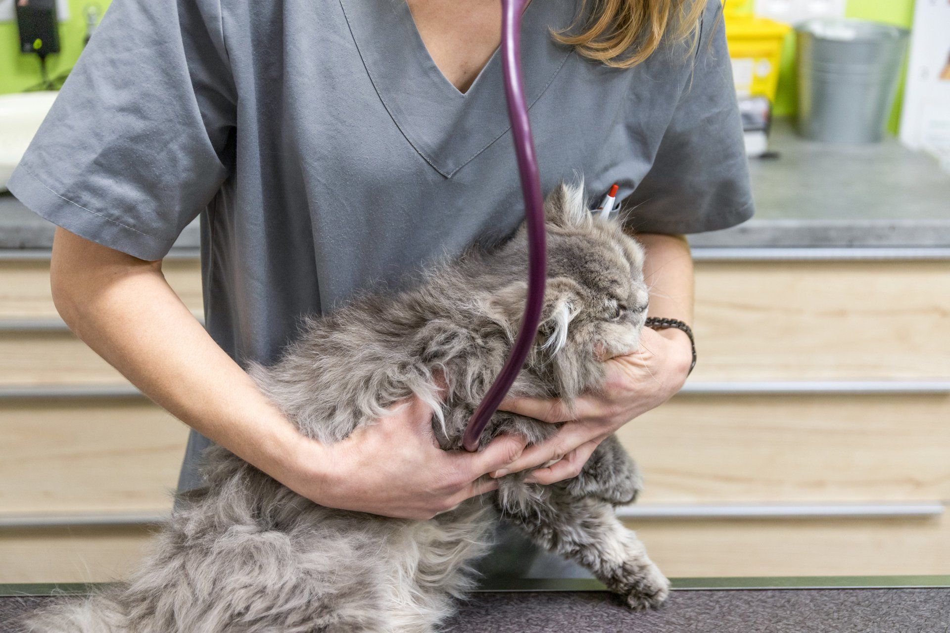 Consultation d'un chat