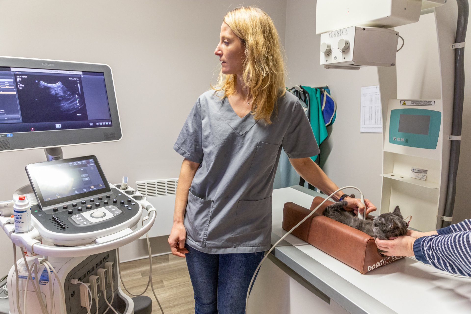 Vétérinaire qui pratique une échographie sur un chat