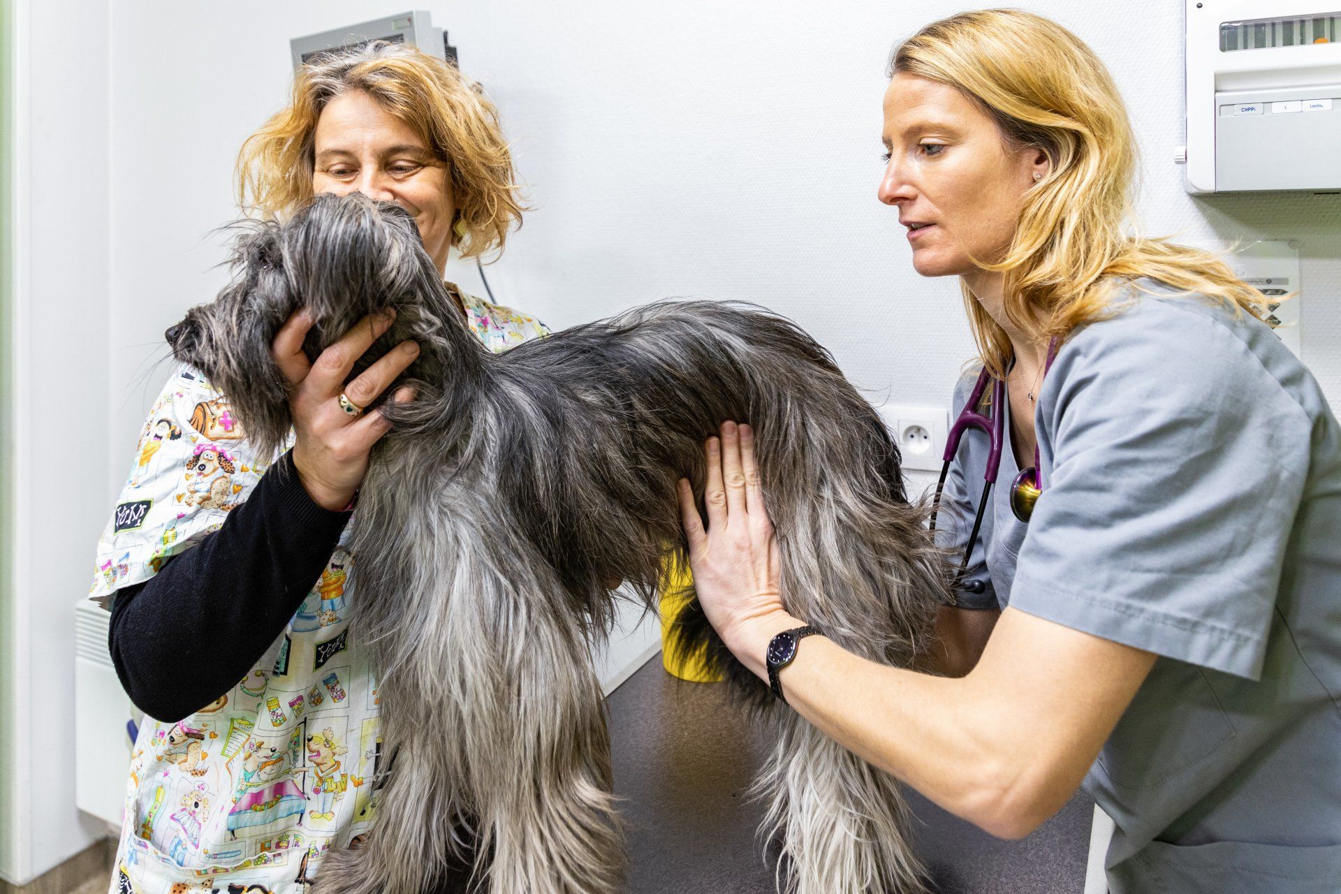 Deux vétérinaires qui auscultent un chien