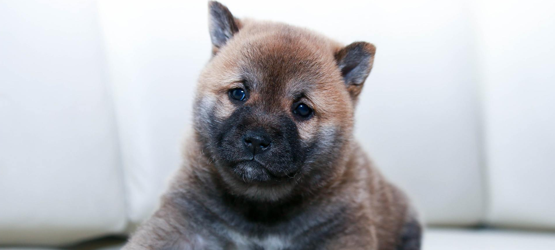 Chiot au pelage marron