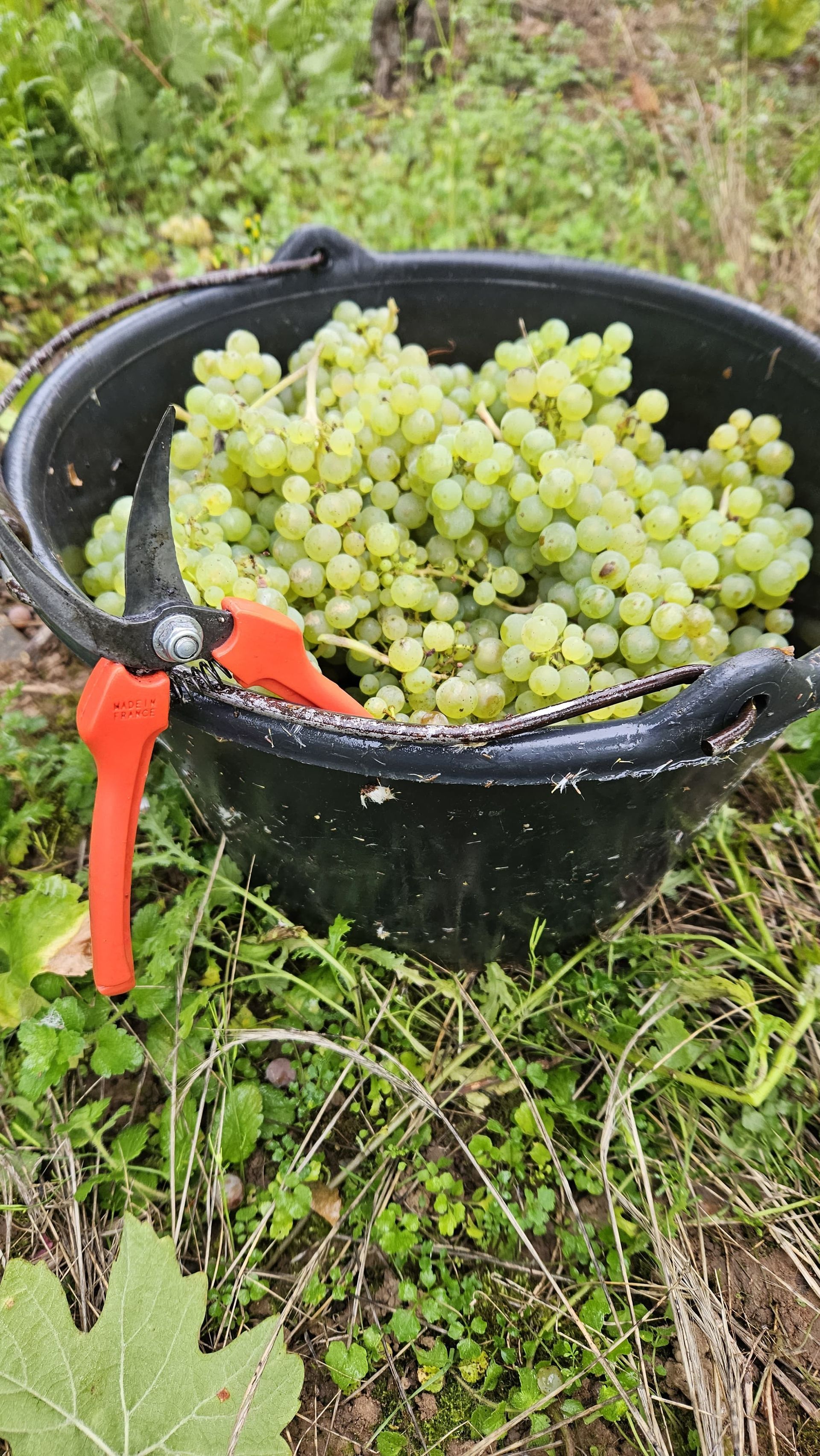 Traubenernte auf dem Weingut Walter Hackenbruch in Mehring.