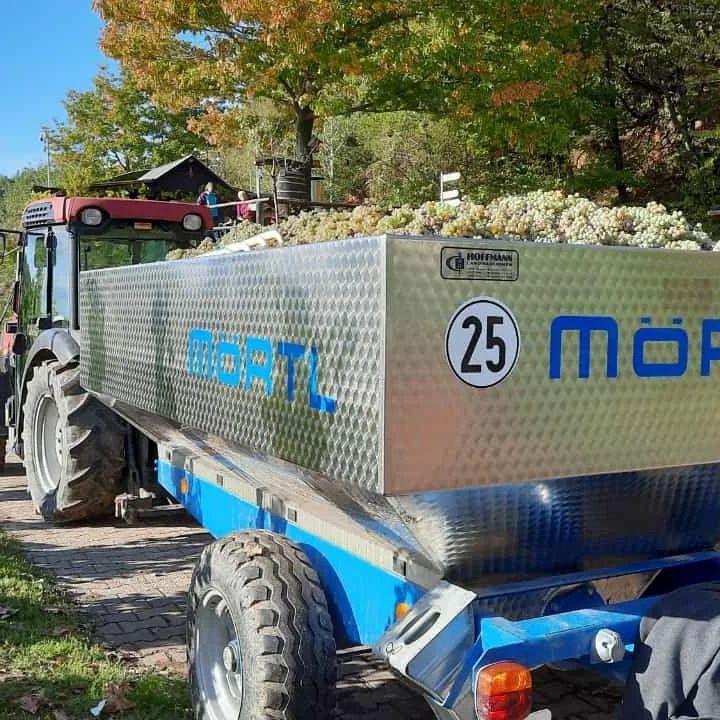 Traubenernte auf dem Weingut Walter Hackenbruch in Mehring.