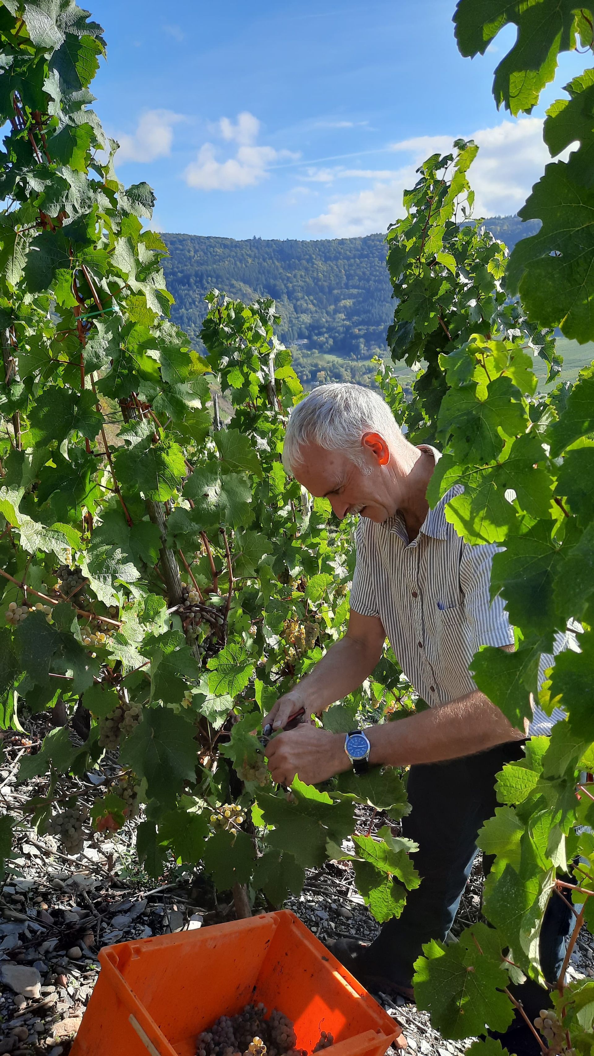 Auslese auf dem Weingut Walter Hackenbruch in Mehring.