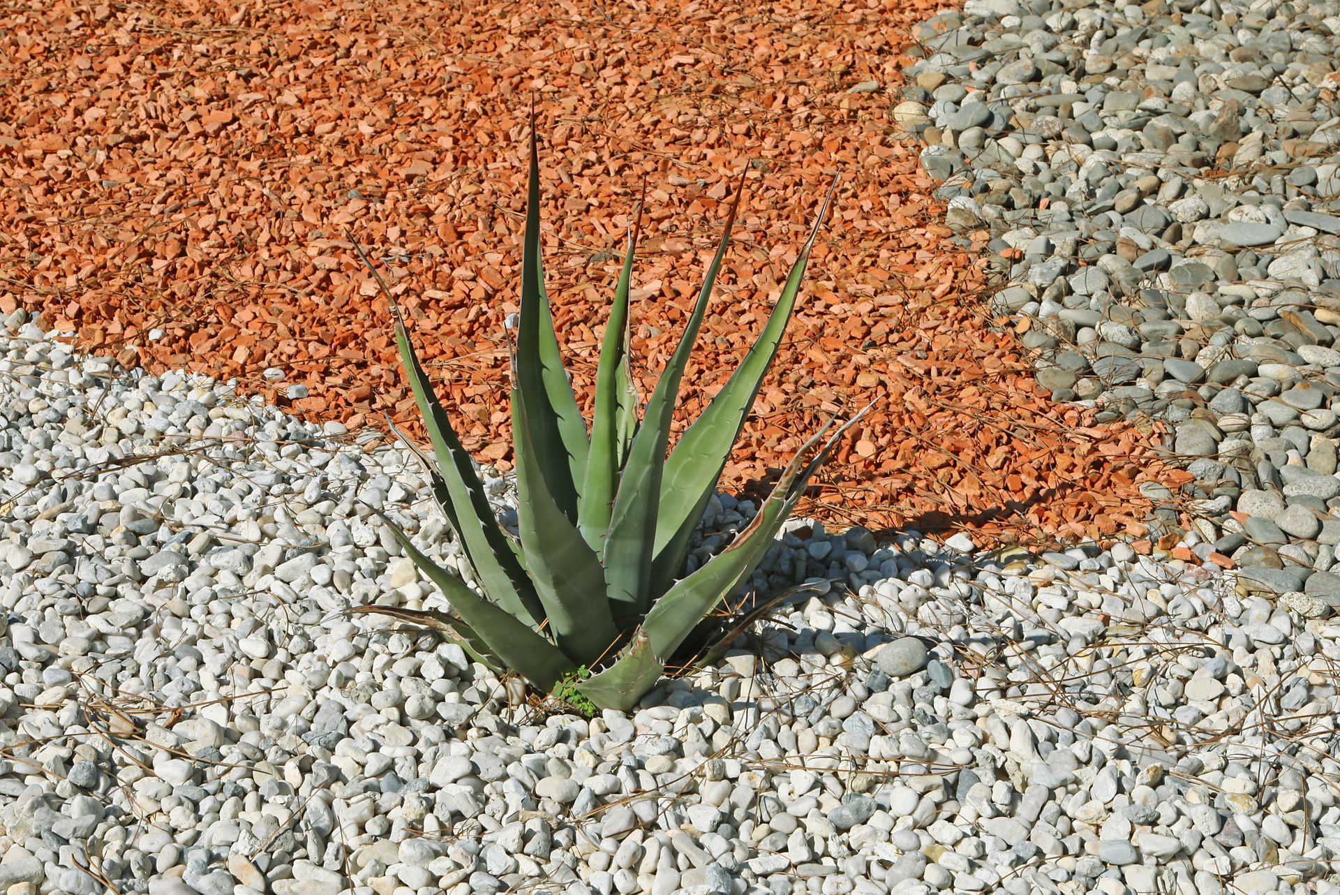 Une plante succulente trône au centre d'un aménagement paysager de gravier agrémenté de sections de pierres.