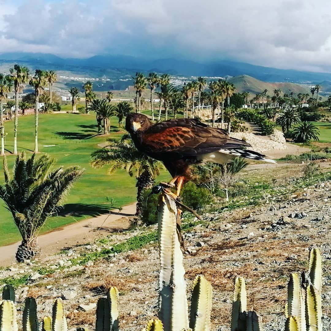 Halcón posado sobre un cactus, con vistas a un campo de golf con palmeras y montañas bajo un cielo nublado.
