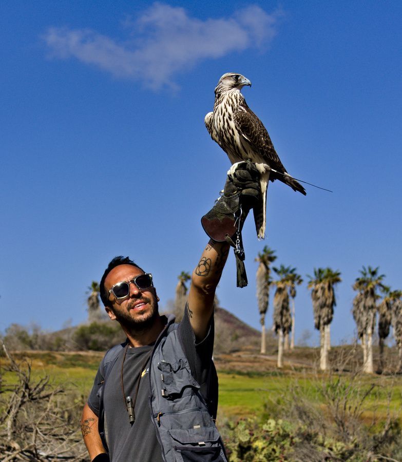 Un hombre con gafas de sol sostiene un halcón, ambos al aire libre bajo un cielo nublado. El halcón come.