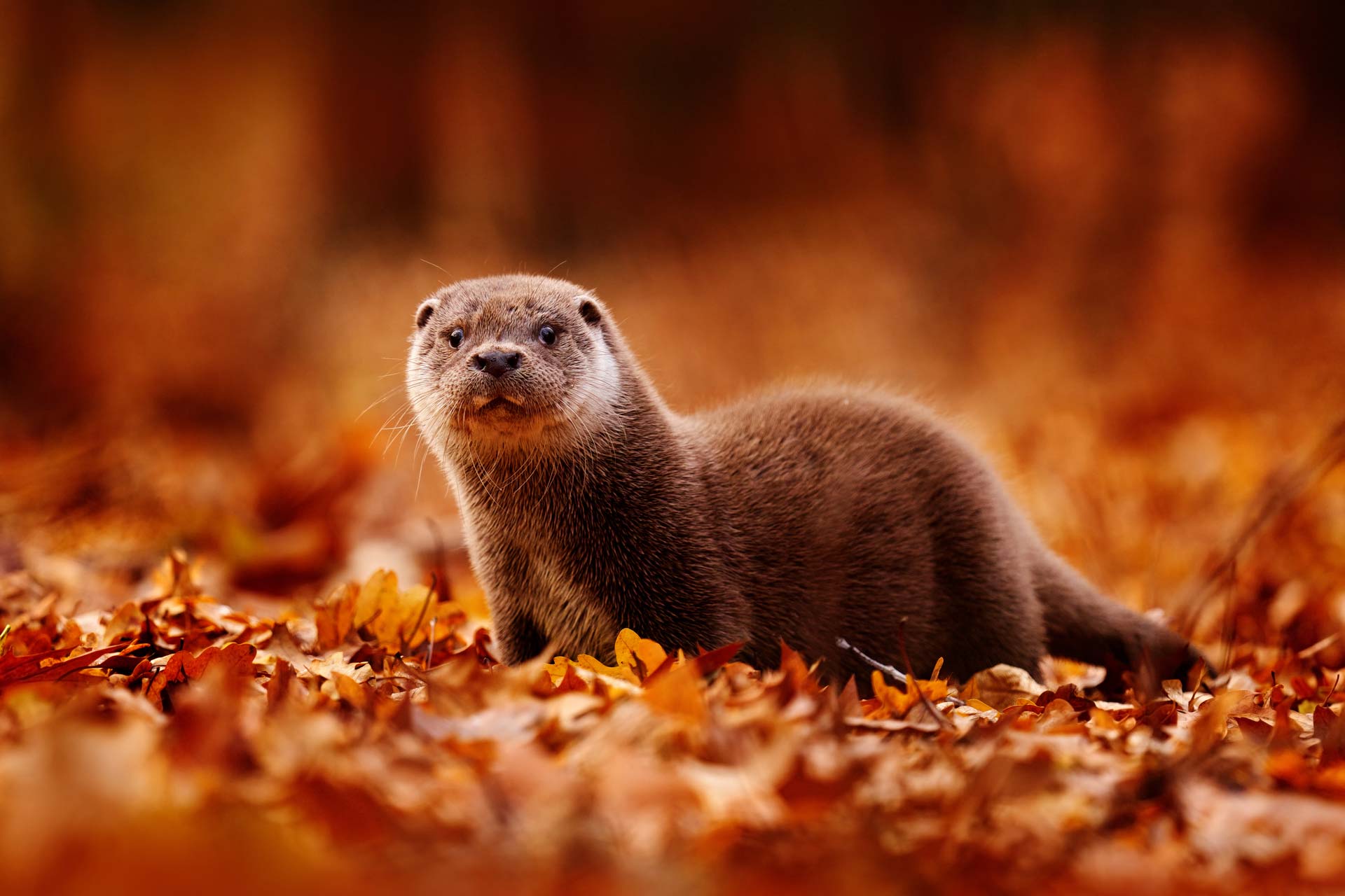 loutre