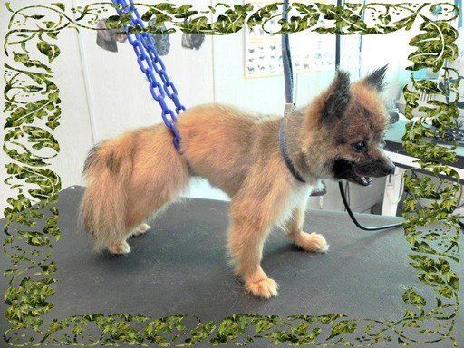 Toilettage pour chien Toilettage pour chien