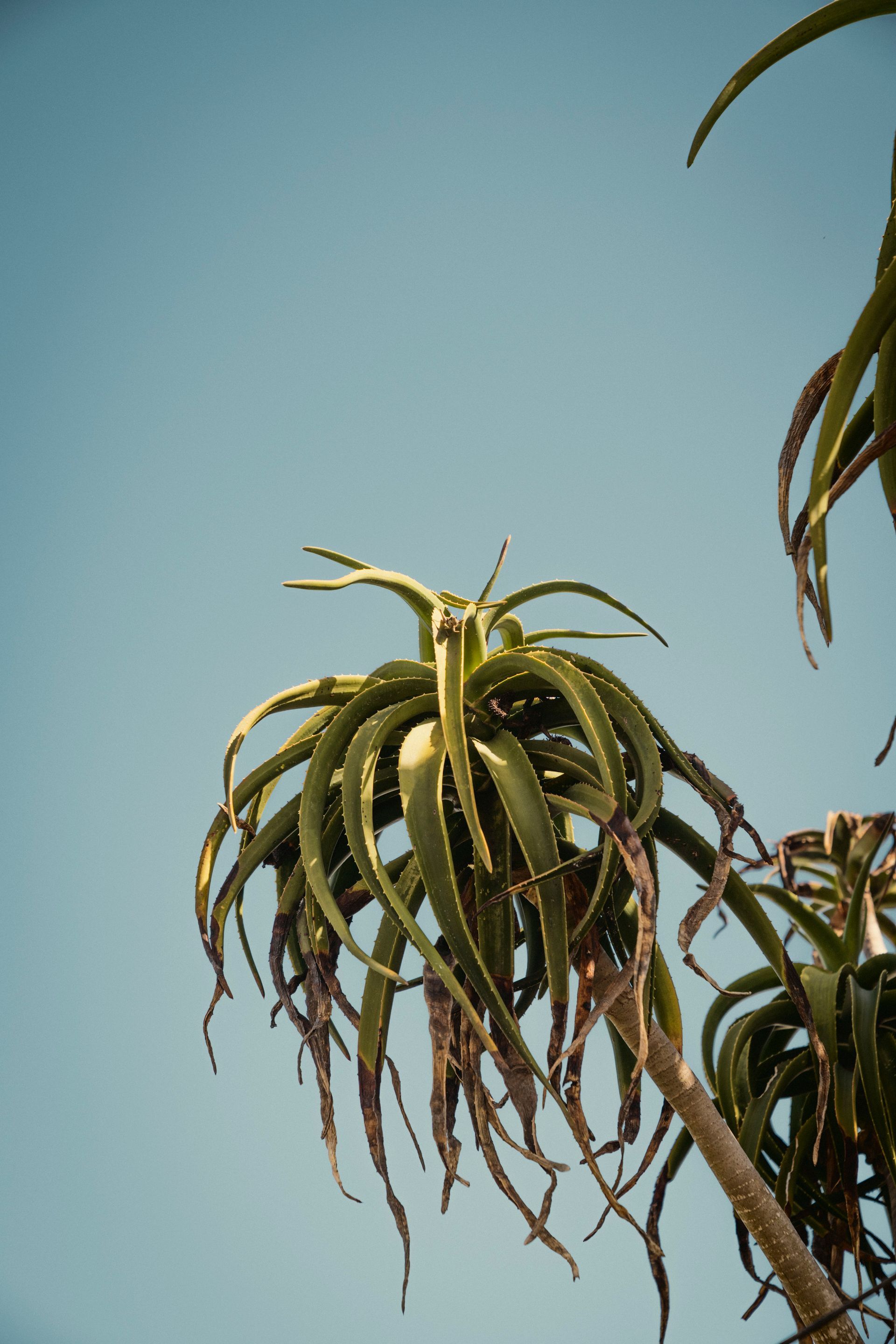 Aloe Helenae Pflanze vor blauem Himmel