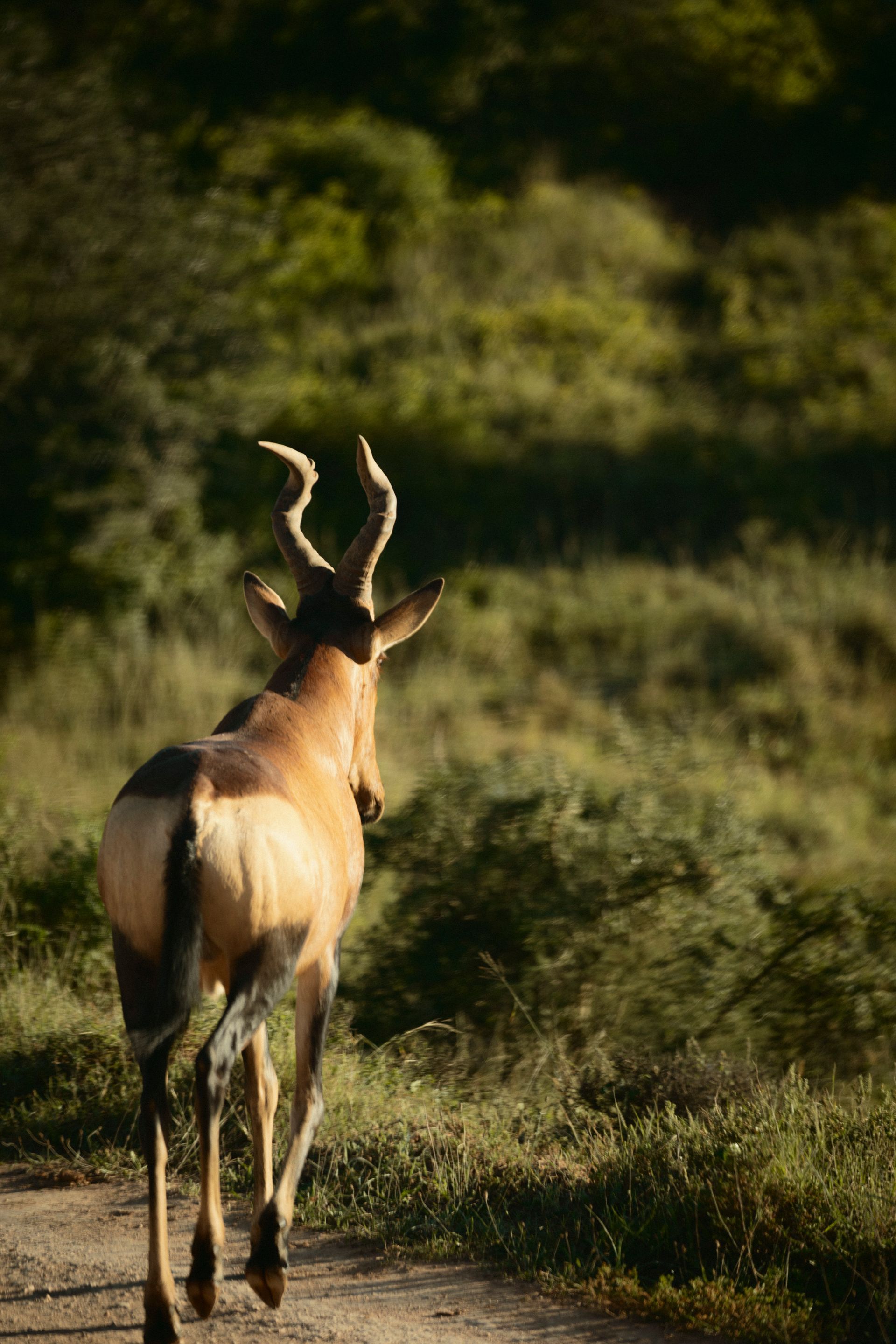 Südafrikanische Kuhantilope im Nationalpark