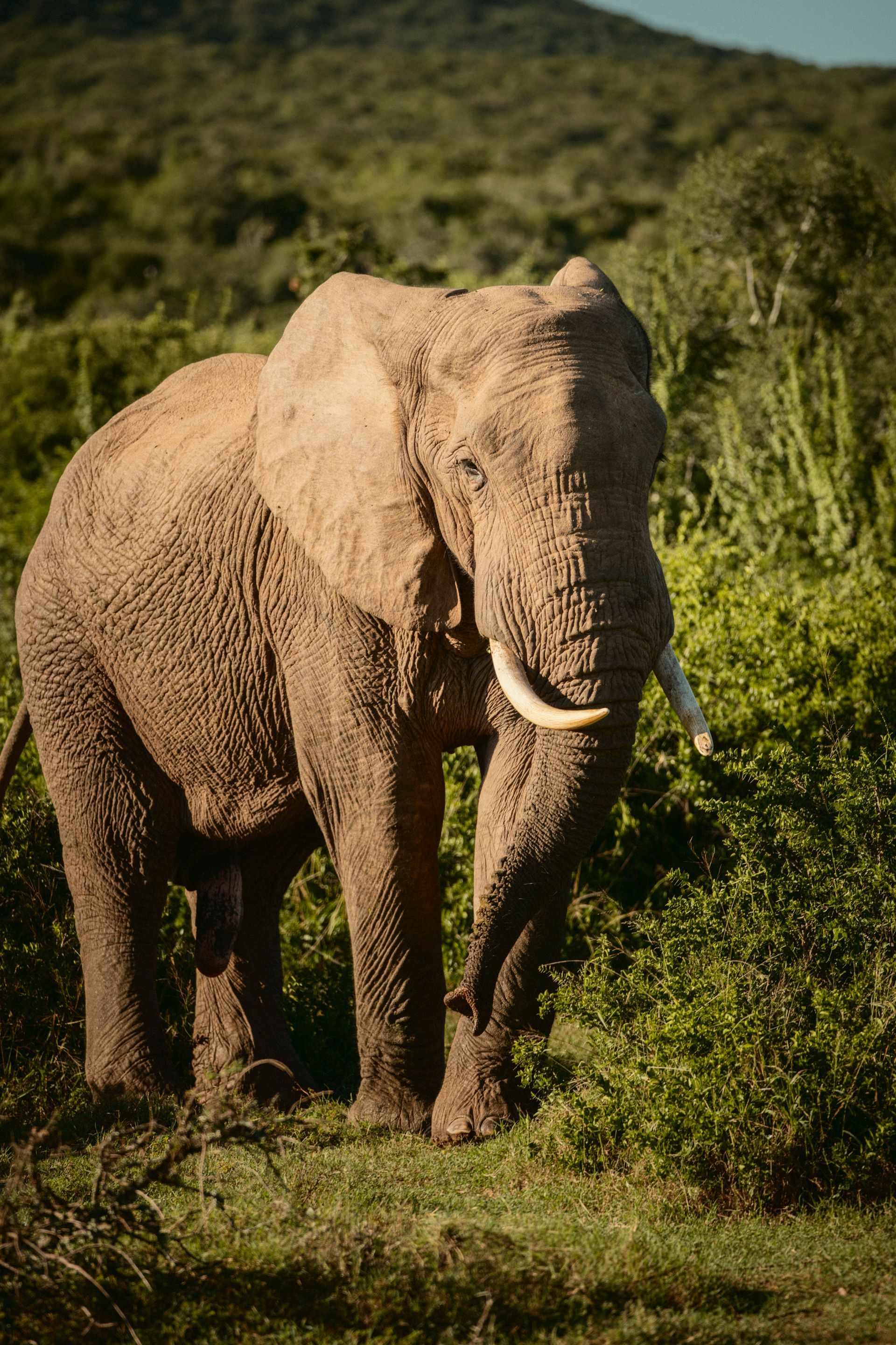 Elefant in der Natur