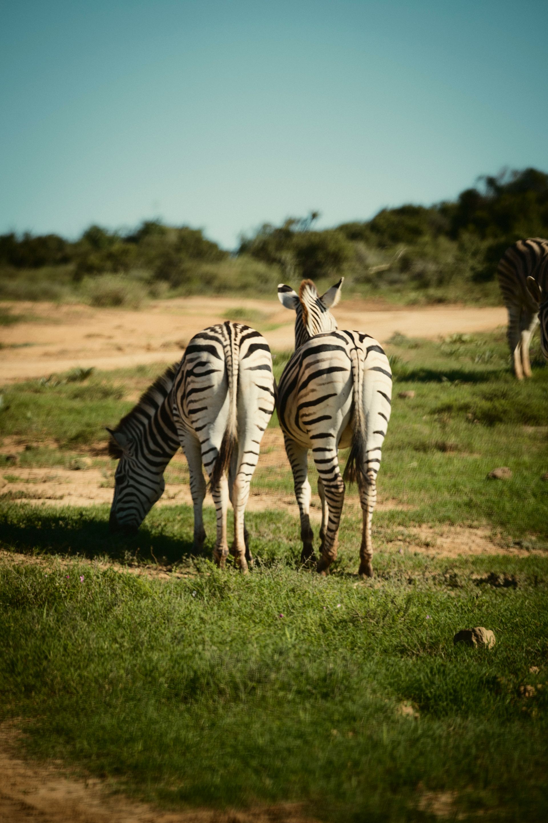 Zwei Zebras in der Natur von hinten, das linke grast