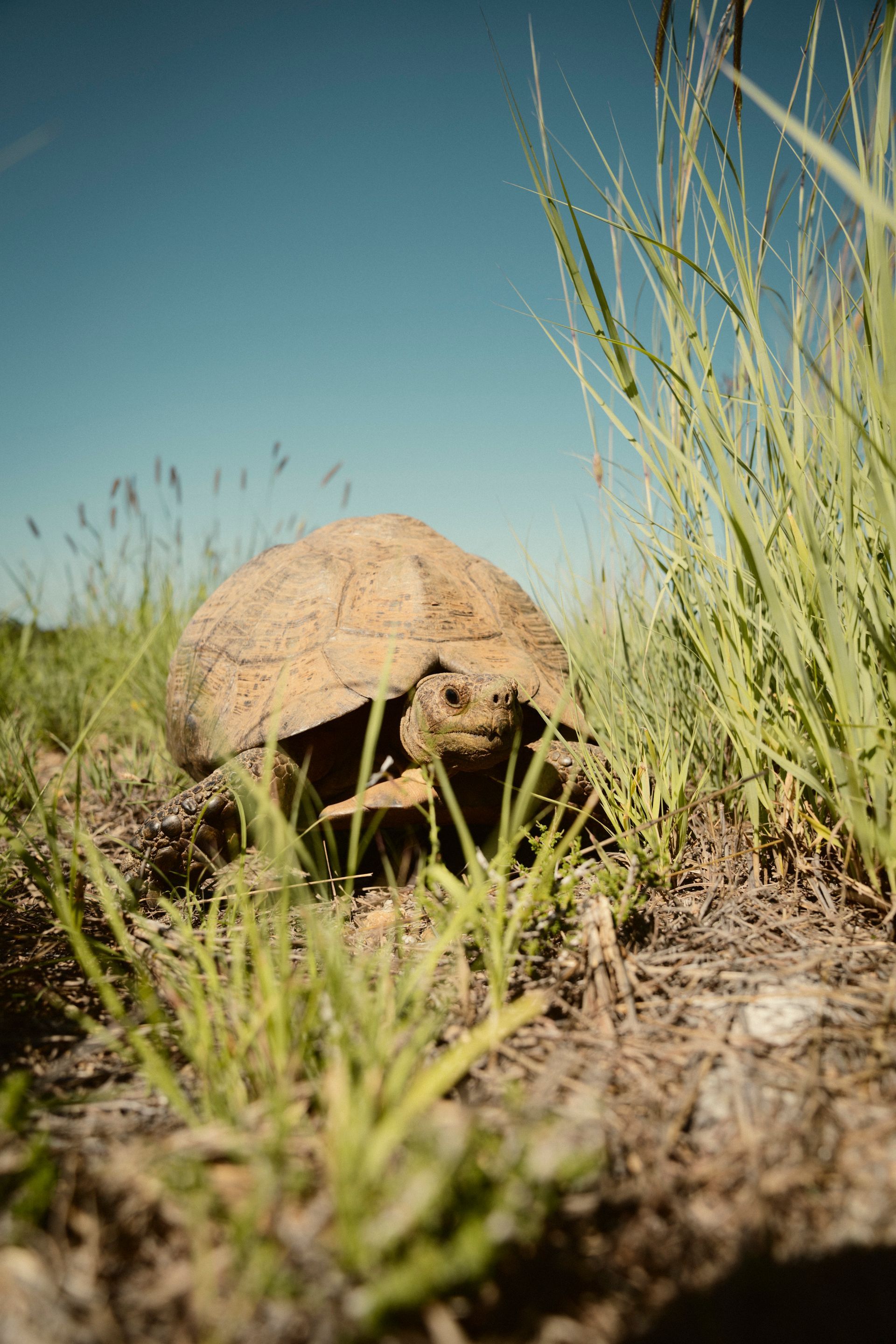 Große Schildkröte im hohen Gras