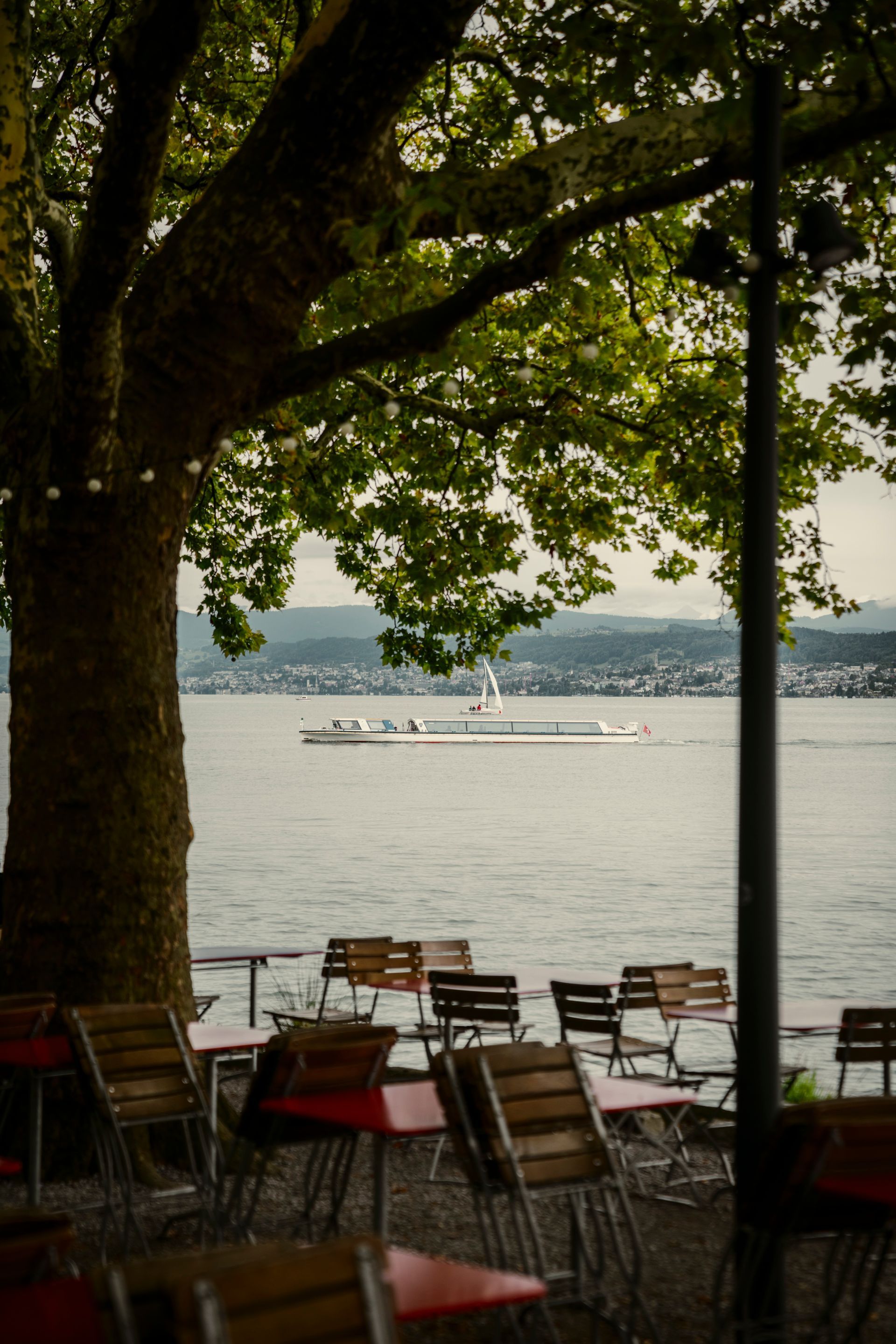 Fabel Bar Logo Mural auf einer schwarzen Holzwand. gezeichnete Protea Blume mit rotem Kelch und weißer Schrift