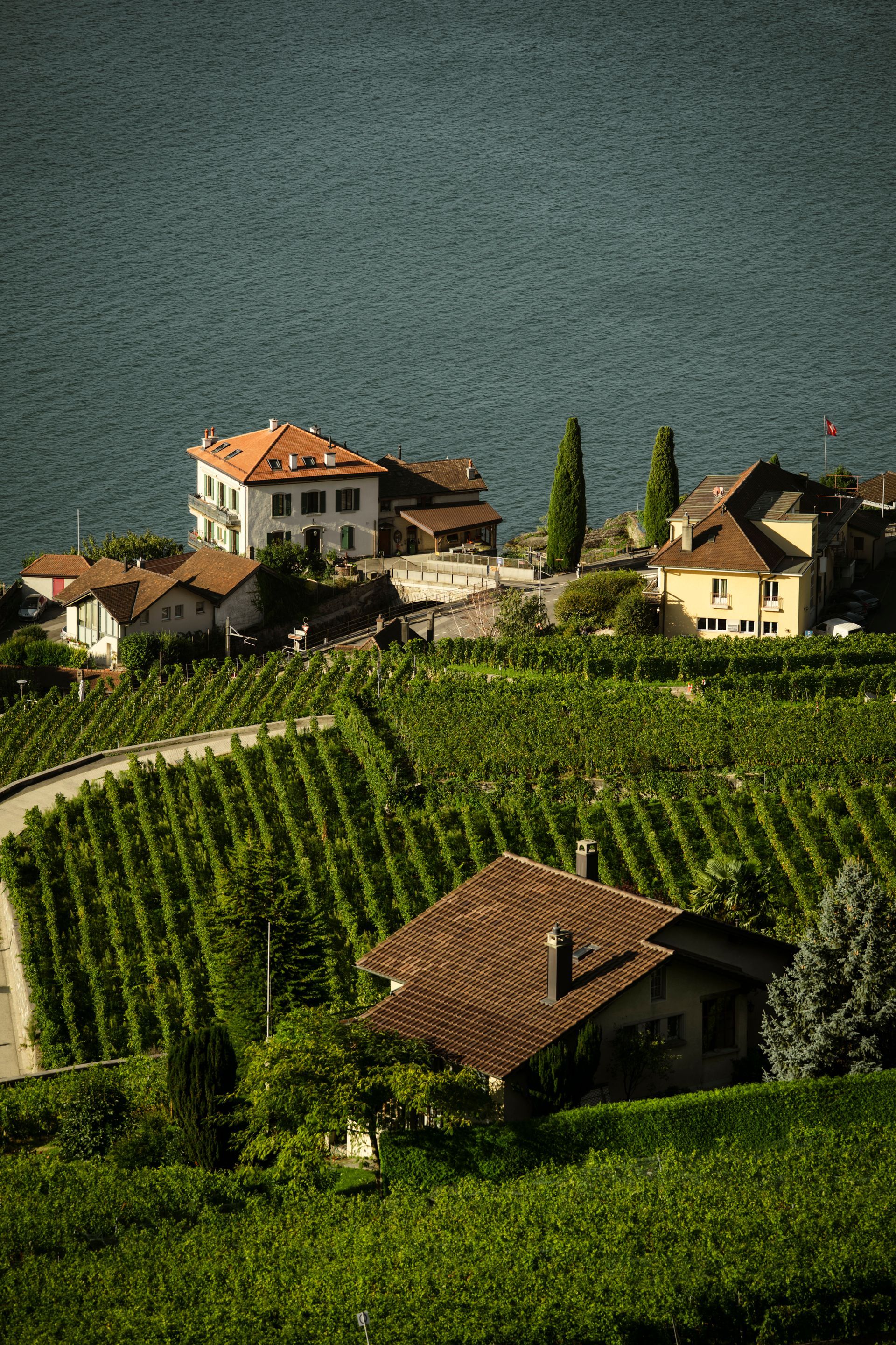 Blick über ein Weingut auf den See