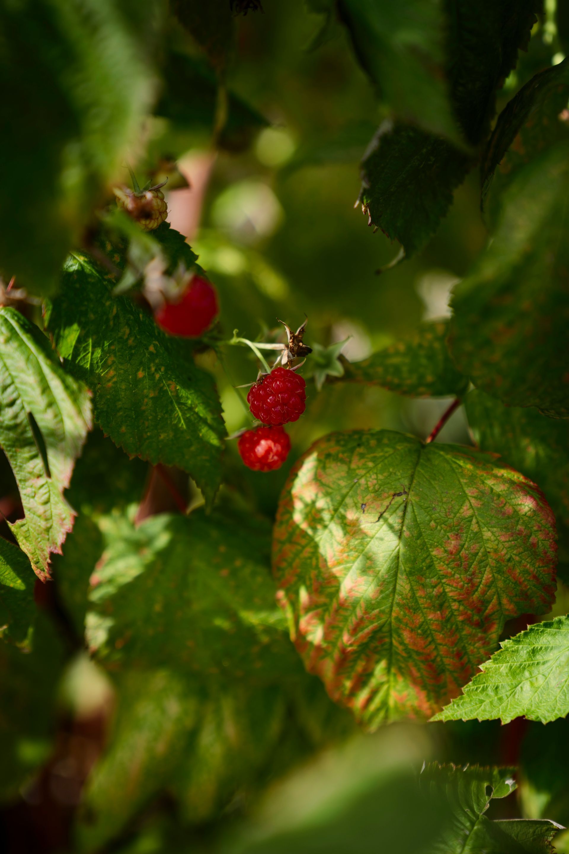 Himbeeren an Strauch