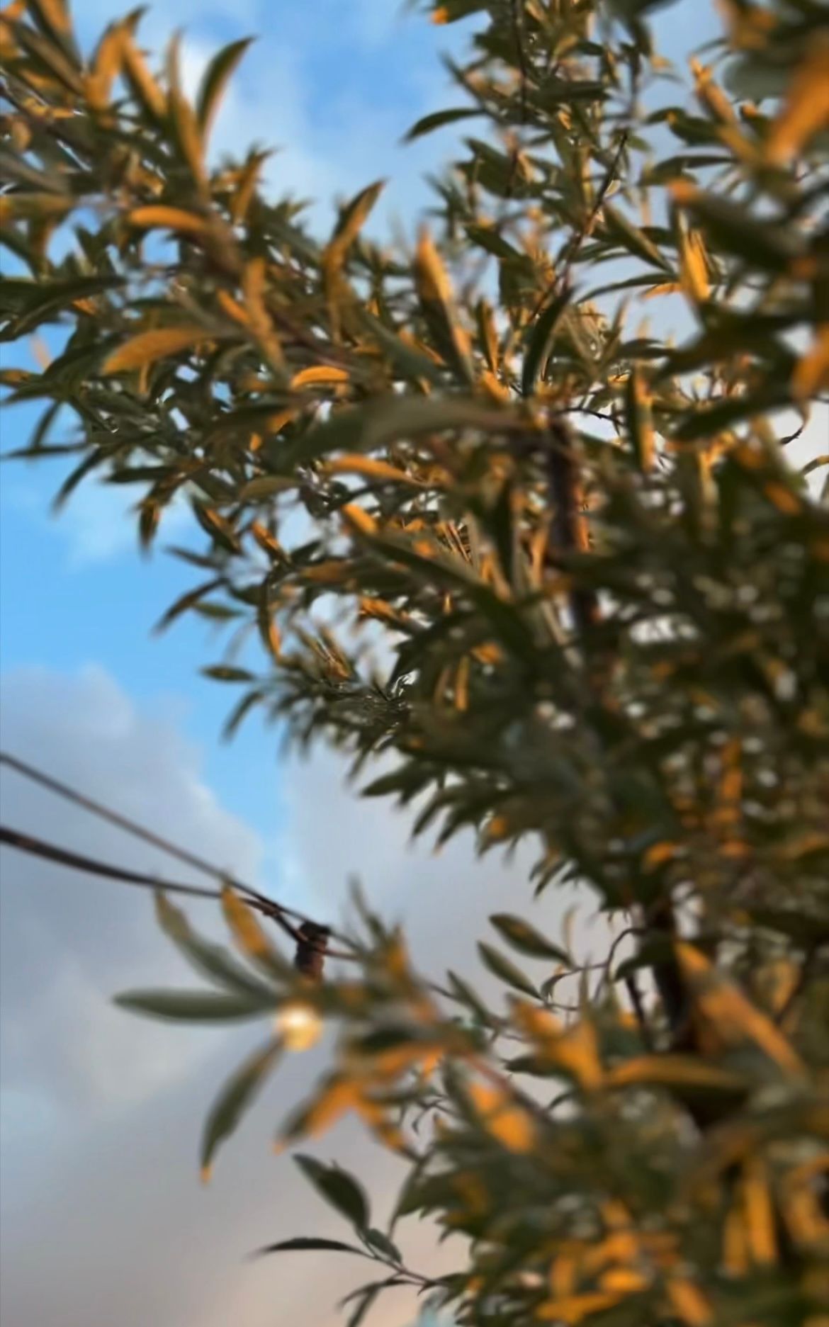 Blick in den Himmel mit Lichterkette und Olivenbaumkrone im Vordergrund