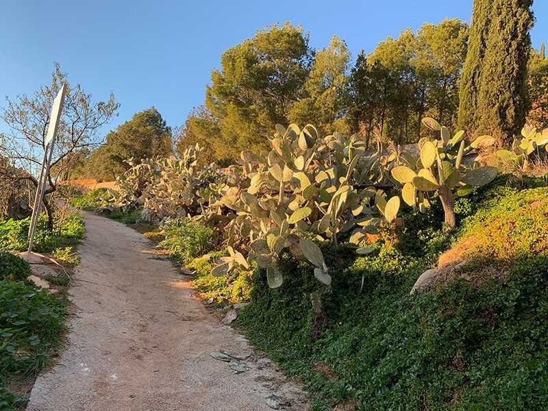 Sendero de tierra que atraviesa un jardín soleado con cactus, arbustos y árboles altos bajo un cielo azul claro.