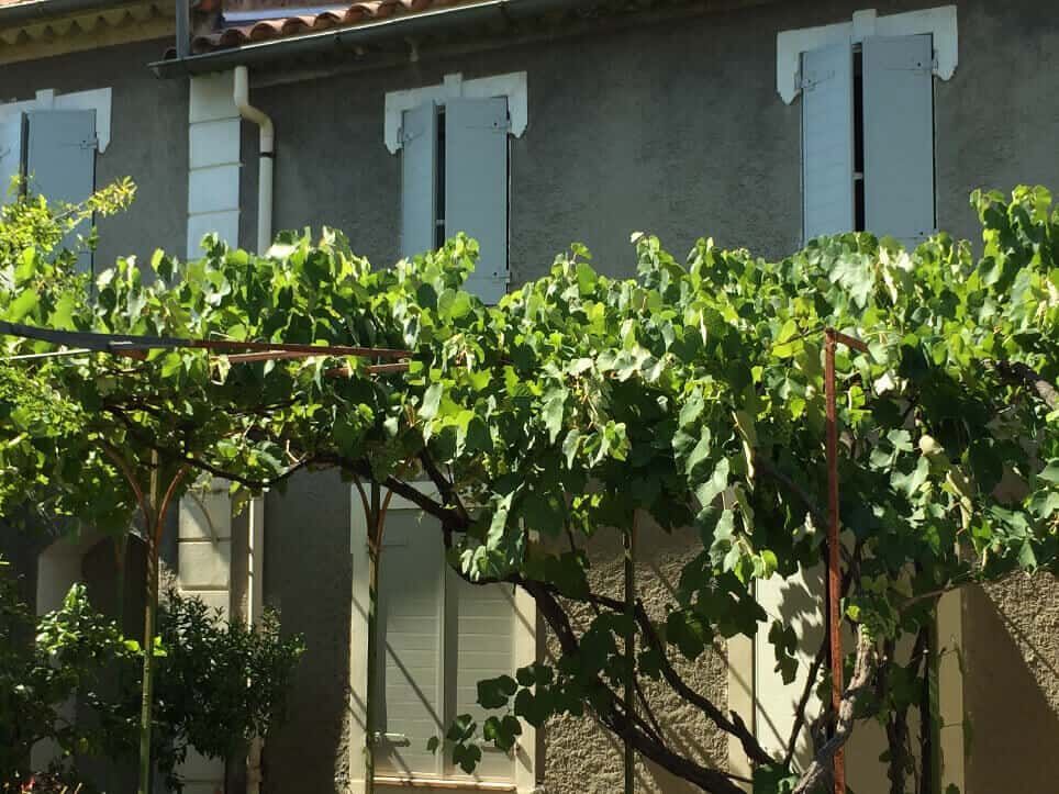Un bâtiment en pierre avec des volets bleu clair et une vigne devant.