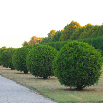 Rangée d'arbustes sphériques et verts le long d'un chemin, avec des arbres en arrière-plan sous un ciel pâle.