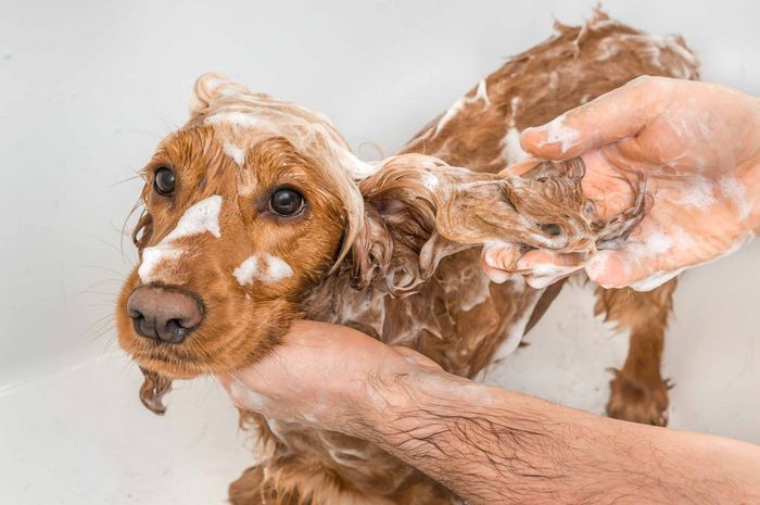 Una persona está lavando un cocker spaniel en una bañera.