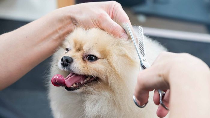 Una persona está cortando el pelo de un perro pequeño con unas tijeras.