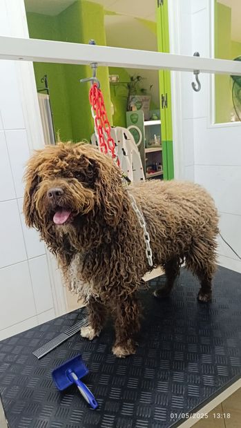 Un perro marrón está parado sobre una mesa de peluquería.