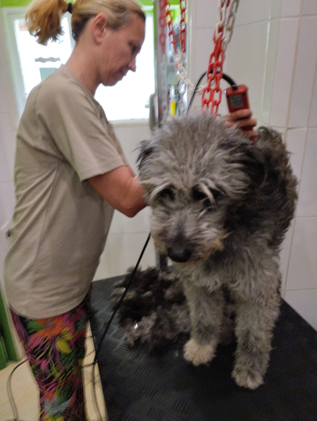 Una mujer está acicalando a un pequeño perro gris en una mesa.