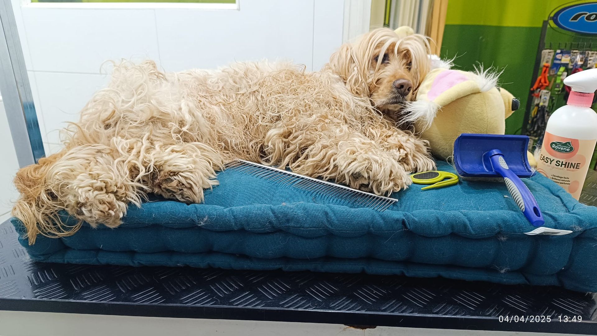 Un perro está acostado sobre un cojín azul junto a un cepillo.