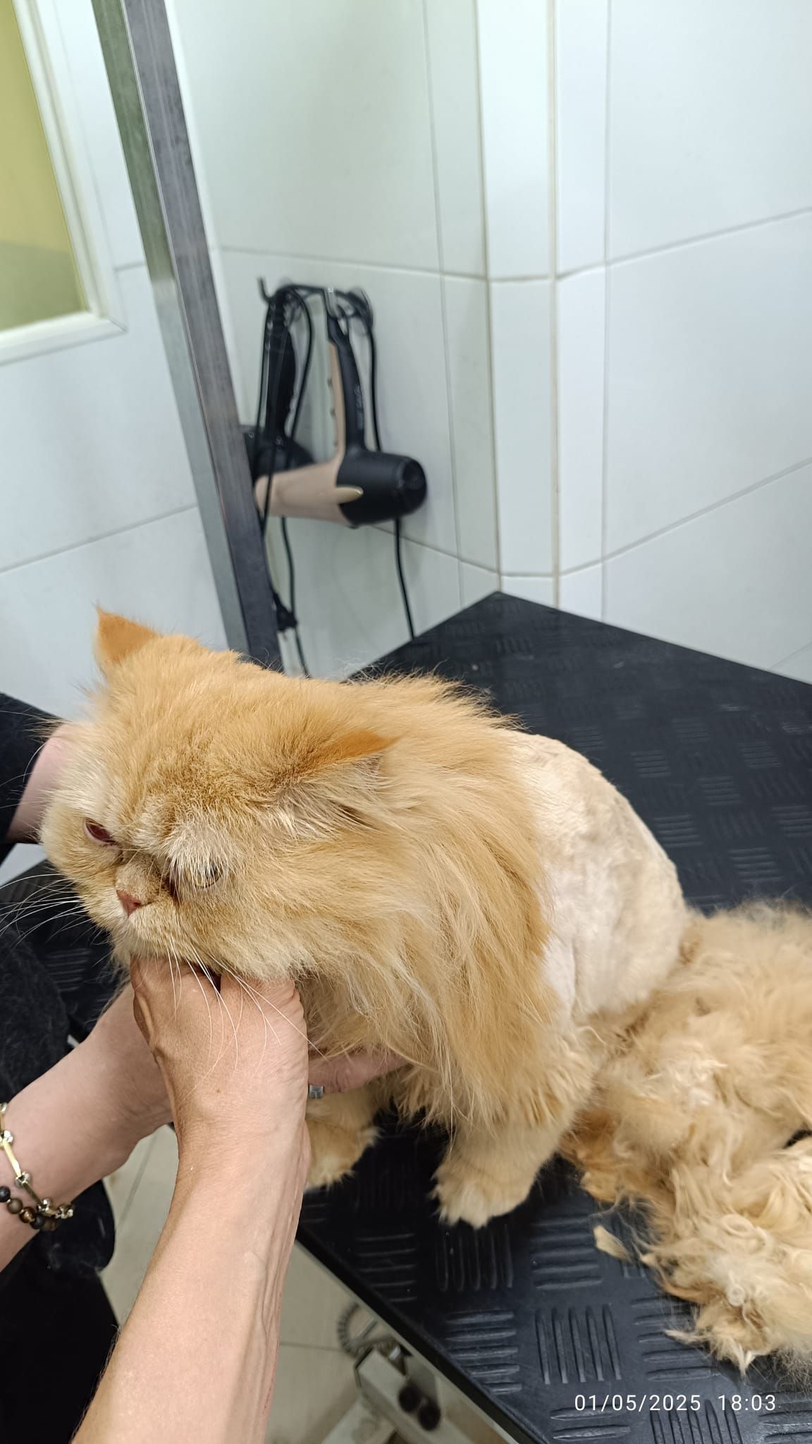 Una persona está acicalando a un gato en una mesa.