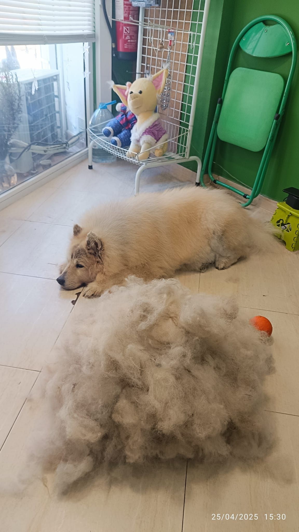 Un perro está acostado en el suelo al lado de una pila de pieles.