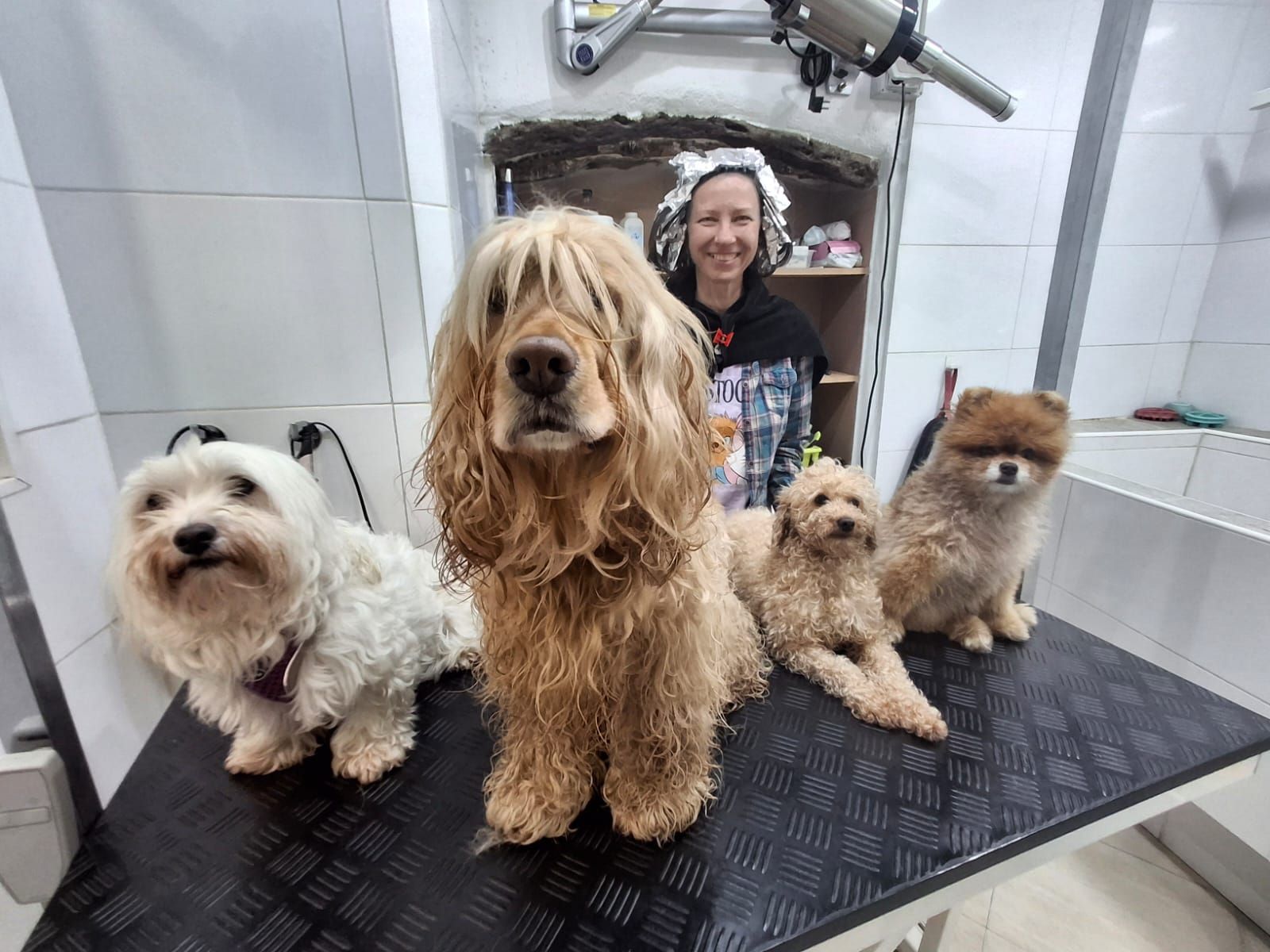 Una mujer está parada detrás de una mesa con cuatro perros sobre ella.