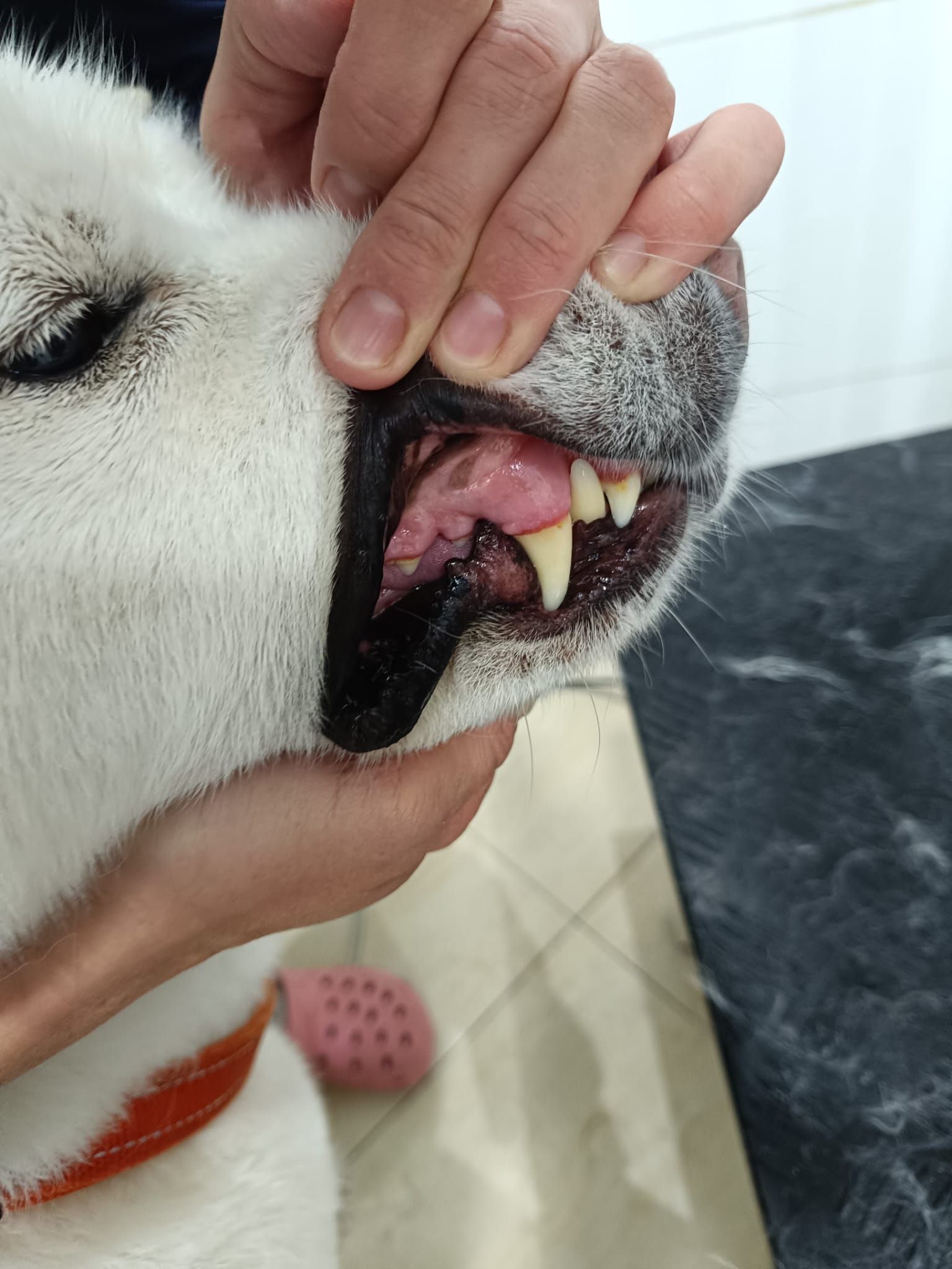 Una persona toca la cara de un perro blanco con su mano.