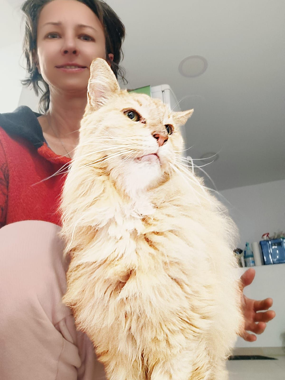 Una mujer sostiene un gato naranja esponjoso en su regazo.