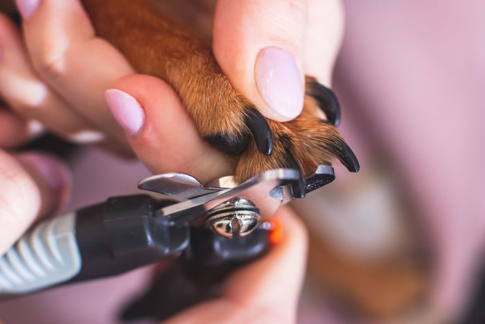 Una persona está cortando las uñas de un perro con un par de tijeras.
