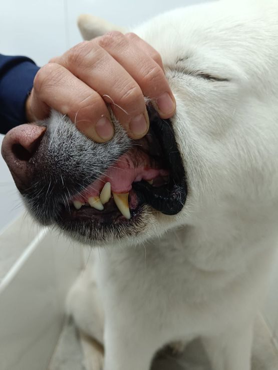 Una persona toca la cara de un perro blanco con su mano.