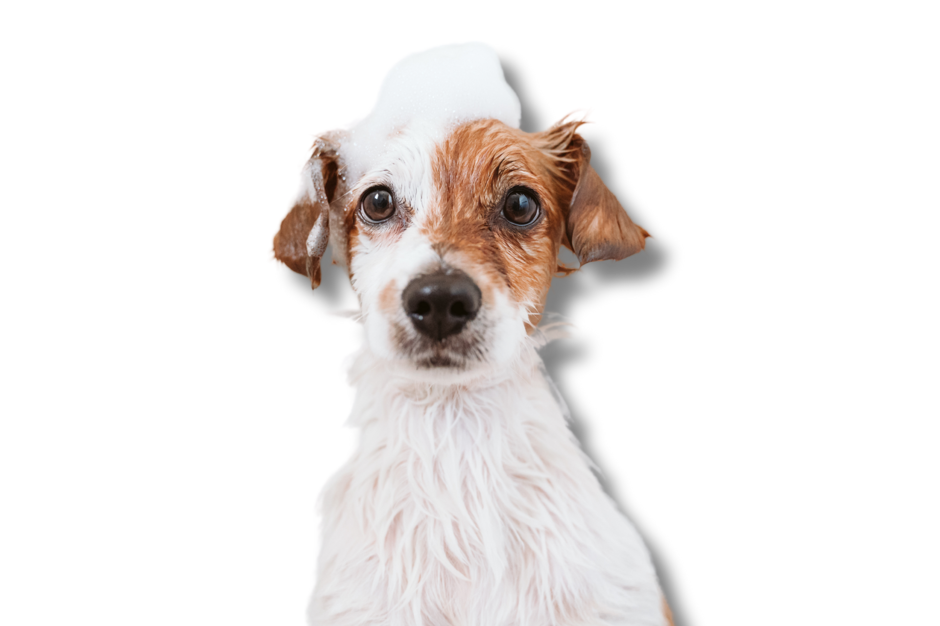 Un perro marrón y blanco con espuma de jabón en la cabeza.